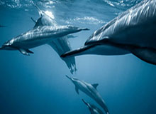 开云-50米蝶泳刷新PB，潘展乐：成绩挺一般，以赛代练报个名玩玩