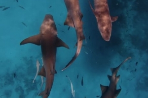 好多鱼库巴西度假时潜入海中，和一群鲨鱼亲密接触